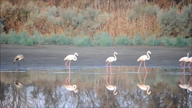 Розовый фламинго и интересные факты о нем смотреть онлайн