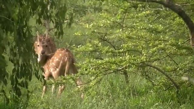 Yala National Park in Sri Lanka смотреть онлайн