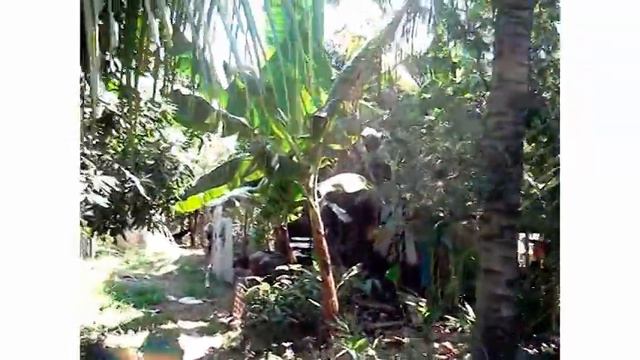 Ma's family farm смотреть онлайн