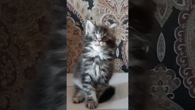 Мальчик Мейн-кун ( продажа ) смотреть онлайн