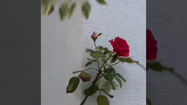 Red Eden Rose смотреть онлайн