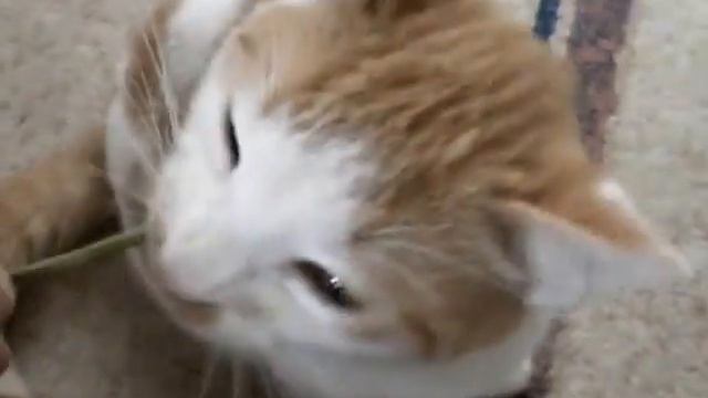 Mačak_ tomcat_ kater - 1. смотреть онлайн