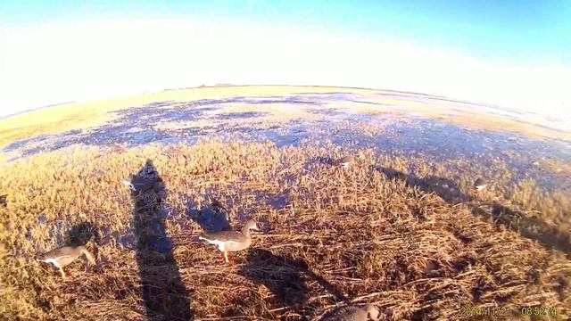 Охота на гуся. ХМАО. Весна 2016. смотреть онлайн