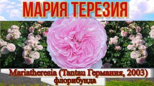 Роза Мария Терезия (Флорибунда) - Mariatheresia (Tantau Германия, 2003)
