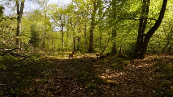 [NO ADS] TV for Dogs ? Dog Walking in the Forest with Nature Sounds ? Relaxing Music for Dogs