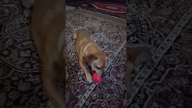 Playtime with the boys /dogs смотреть онлайн