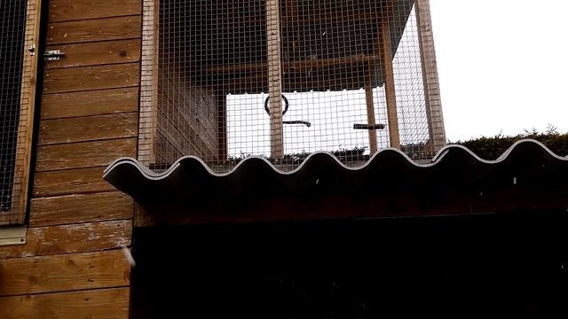 Волнистые попугайчики и детки. 05.04.2021 смотреть онлайн