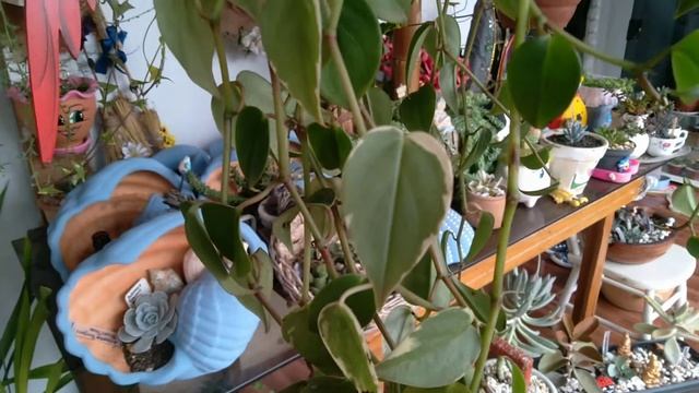 PEPEROMIA SCANDENS | #47 смотреть онлайн
