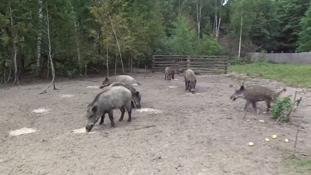 Жизнь диких кабанов в вольерах смотреть онлайн