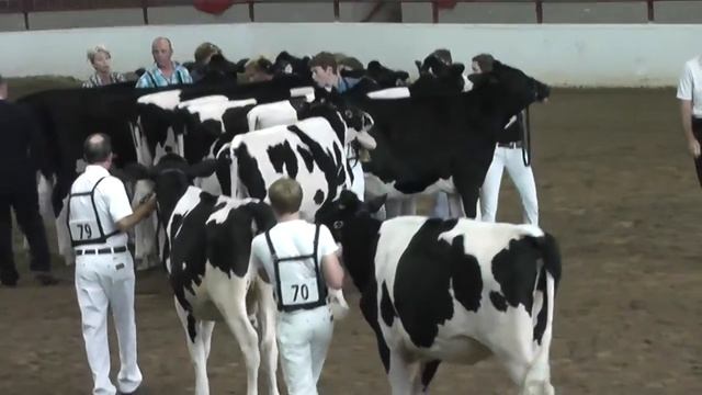 Cows Holstein/Холстинская  молочная порода коров