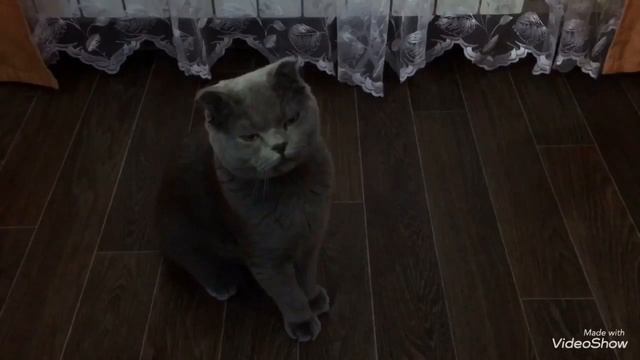 Кот выполняет команды?! Дрессировка кошек. Как научить кота командам? смотреть онлайн