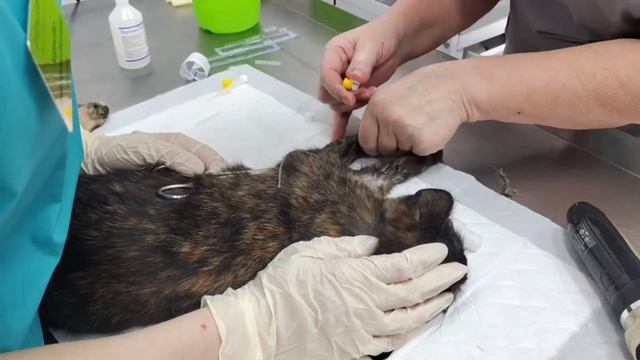 Стерилизация кошек в ветклинике Добрый Доктор - быстро, безболезненно, безопасно. смотреть онлайн