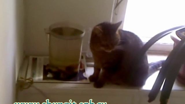 Шунгитовая кошка