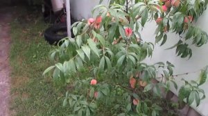 Вы не поверите! Плодоношение Персика  Воронежский кустовой.