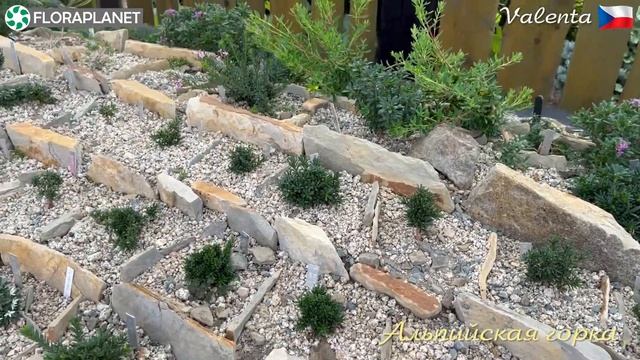 Чешcкий питомник Valenta| Альпийская горка| Дафны и редкие хвойные смотреть онлайн