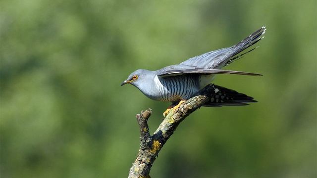 Голоса птиц Как поёт Кукушка обыкновенная Cuculus canorus.mp4 смотреть онлайн