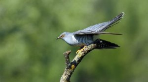 Голоса птиц Как поёт Кукушка обыкновенная Cuculus canorus.mp4