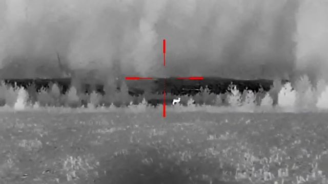 Тепловизор Guide TR 430. Лосиха с косулей. 230 метров. смотреть онлайн