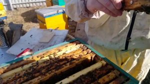 ПЕРВЫЕ ВЕСЕННИЕ РАБОТЫ НА ПАСИКЕ