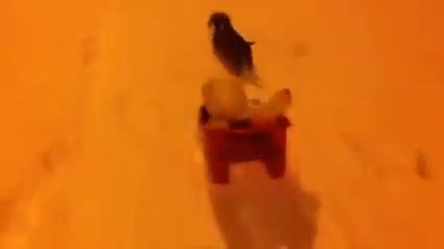 Дуся в упряжке смотреть онлайн