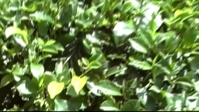 Вокруг света без виз - 4. ЮГО-ВОСТОЧНАЯ АЗИЯ. Часть 1 смотреть онлайн