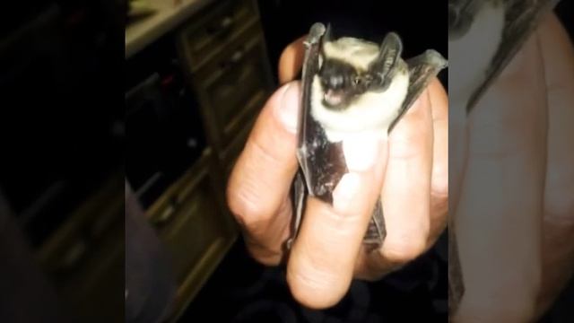 как к нам (в 12:37) в окно залетела летучая мышь. смотреть онлайн