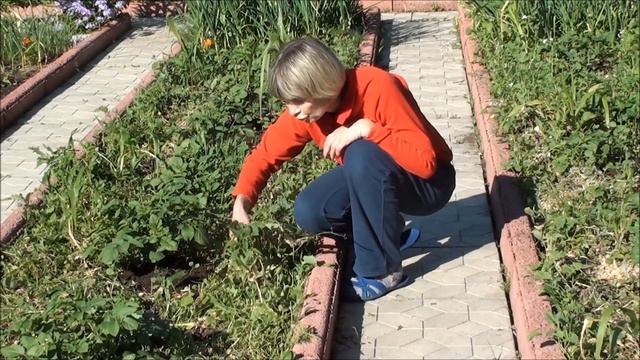 Картофельные грядки и второй срез сидератов. смотреть онлайн