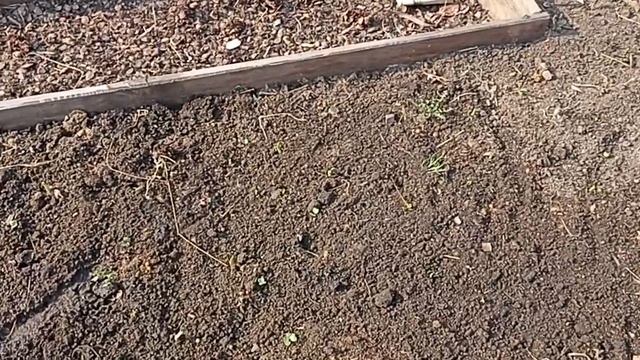 Первые всходы озимого чеснока, который сажала 23 апреля. смотреть онлайн