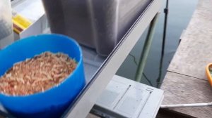 Как оборудовать место для ловли фидером без платформ, кресел и другого крутого оборудования.