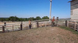 Использование раскола для выполнения мероприятий с поголовьем овец