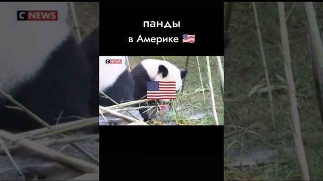 панды в США И РОССИИ? смотреть онлайн