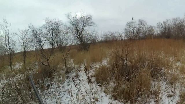 ОХОТА на ФАЗАНА по снегу и кряква "бонусом". смотреть онлайн