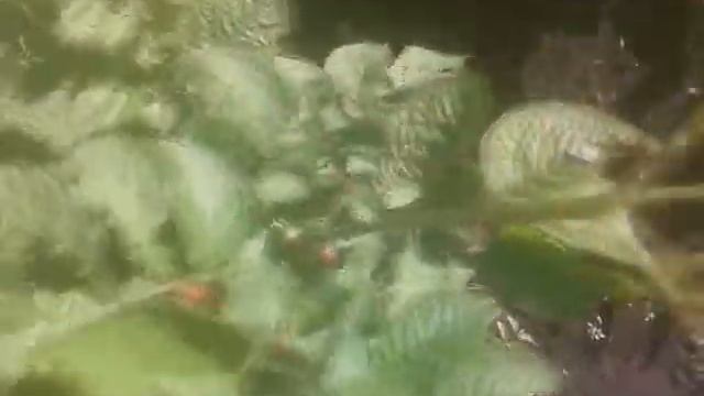 обзор дачного участка,урожай капусты,как растет броколи смотреть онлайн