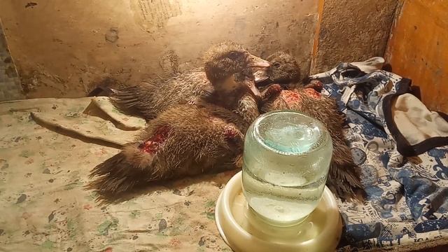 Расклев у утят срочные меры /расклев птицы смотреть онлайн