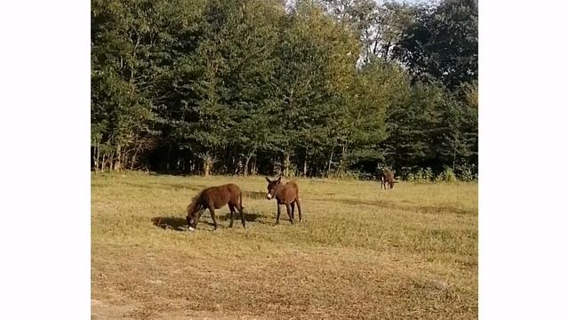 Абхазия. Каманы. По святым местам смотреть онлайн