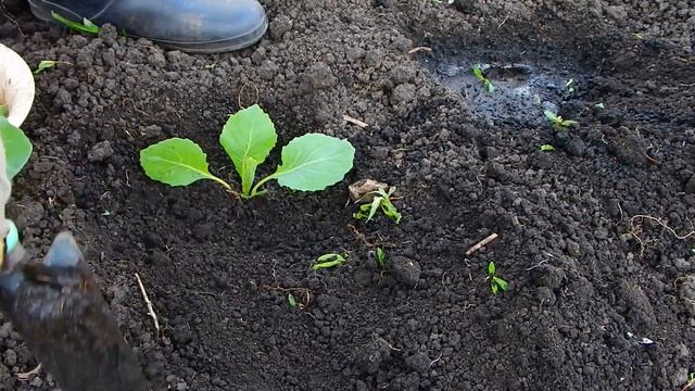 Мой неполивной огород...Как посадить капусту... смотреть онлайн
