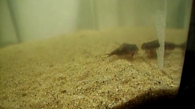 Triops cancriformis and granarius 1 month old смотреть онлайн
