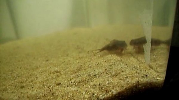 Triops cancriformis and granarius 1 month old