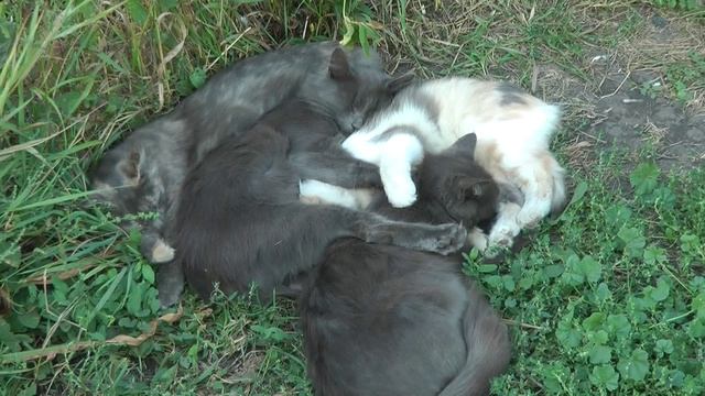 Деревенские зарисовки 2020. Часть 3.