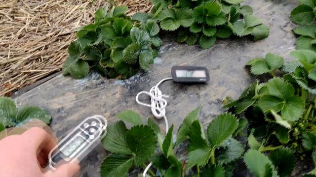 Первая подкормка и обработка (от клеща и гнилей) клубники после зимы. смотреть онлайн