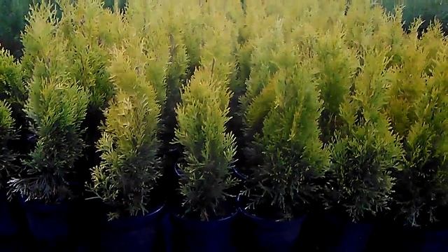 Растение "Туя западная Yellow Ribbon" купить в интернет-магазине Hoga.ru смотреть онлайн