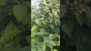 Малина Вайолет (наблюдаем за созреванием вместе), середина августа 2023, Краснодарский край