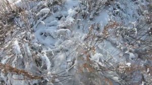 Охота на Зайца В Казахстане! Открытие Сезона!