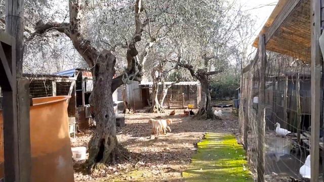 Чем заняться бедному крестьянину?Сделать брови и пошить юбку ! смотреть онлайн