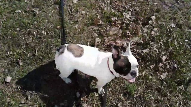 Сон и игры французского бульдога. Той-терьер и щенок французский бульдог. смотреть онлайн