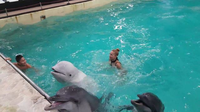 Дельфинарий Ростов смотреть онлайн