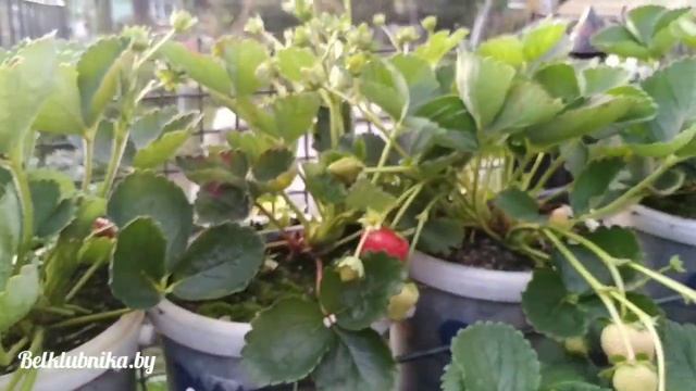 Клубника. Сорт Кабрилло. Обзор. Belklubnika.by.mp4 смотреть онлайн