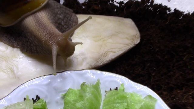 Гигантская улитка Ахатина уход и содержание смотреть онлайн