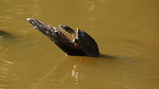 Красноухая черепаха в Ясенево смотреть онлайн