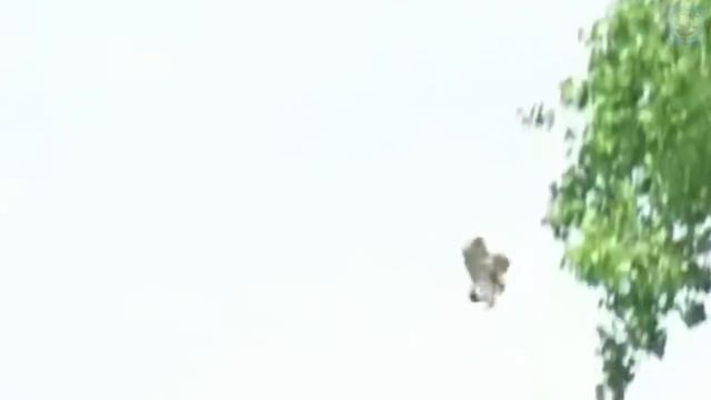 Сапсан В Деле - Самое Быстрое Животное В Мире! Сокол-Сапсан Против Утки, Пеликана, и даже Змеи! смотреть онлайн